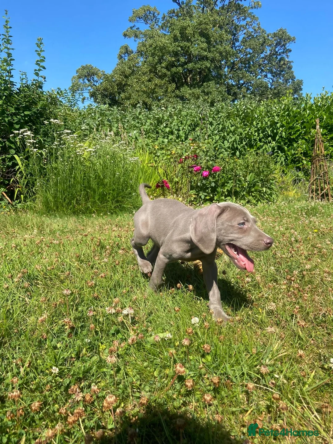 Weimaraner dogs for sale: KC Registered Weimaraner puppies for sale - Advert 2