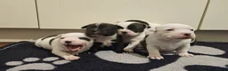 Staffordshire Bull Terrier dogs for stud: KC Registered Red Pied Stud  - Advert 12