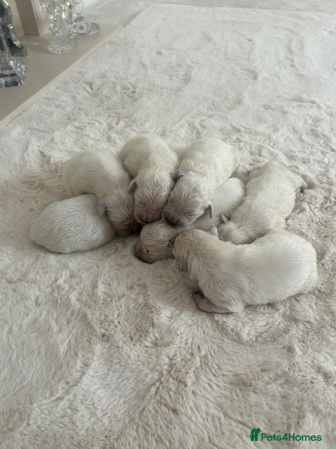 Golden Retriever dogs for sale: Old English cream golden retrievers  - Image 9