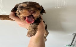 Cockapoo dogs for stud: F1 Blue Phantom merle Cockerpoo standing at stud in Basildon - Image 23