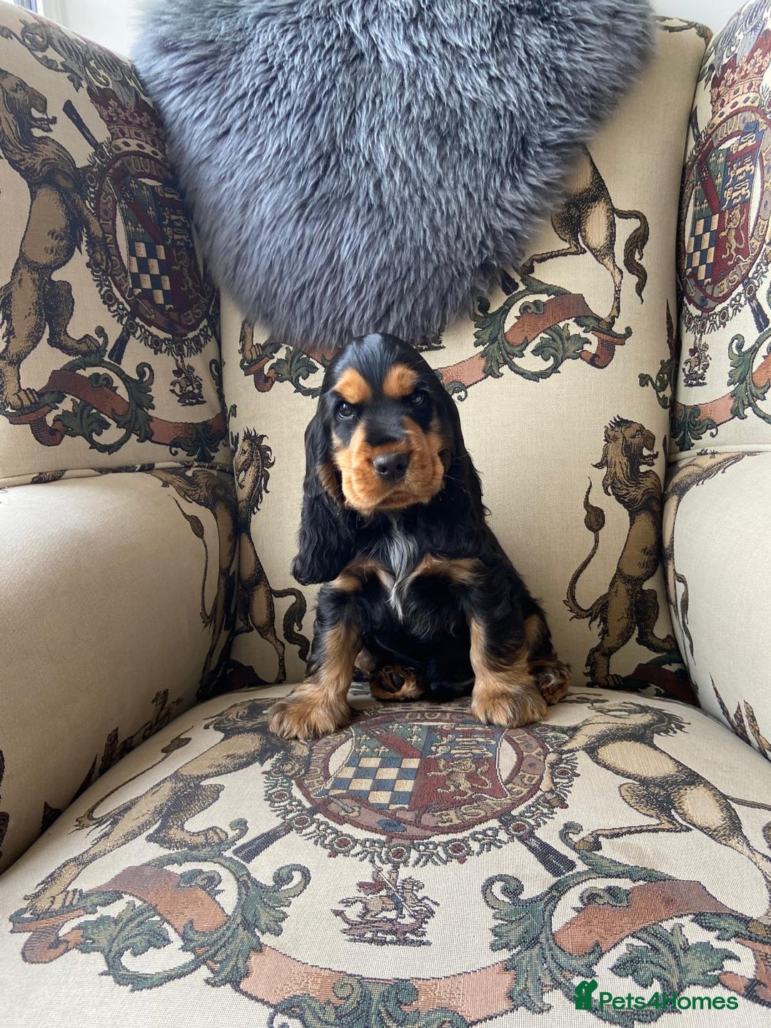 Cocker Spaniel dogs for sale: KC RIZI-BIZI show type European show champ lines - Image 4