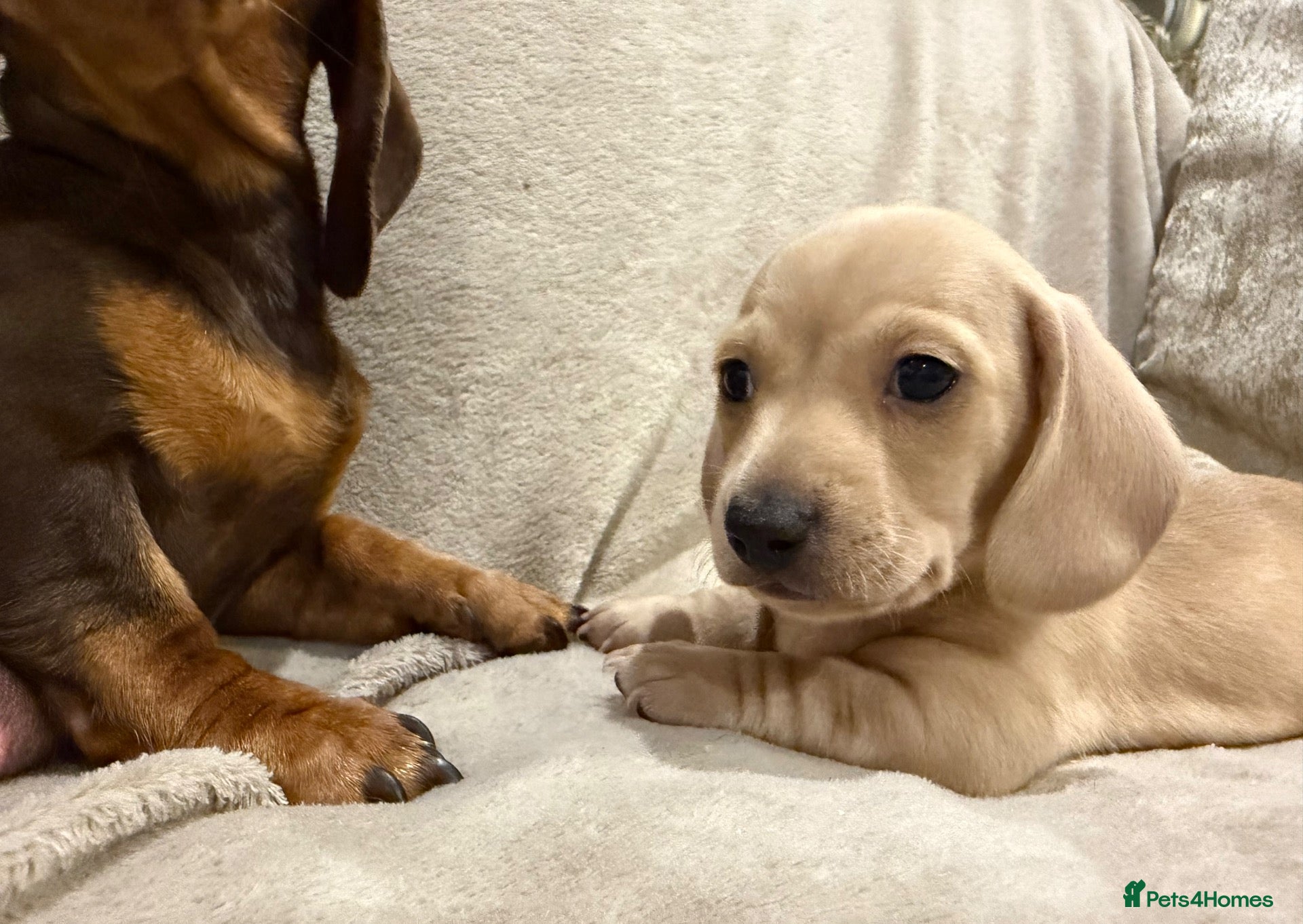 Miniature Dachshund dogs KC registered smooth miniature dachshunds  - Advert 1