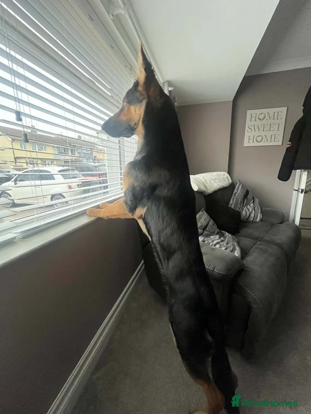 German Shepherd dogs for sale: German shepherd Male 1 year old - Advert 4