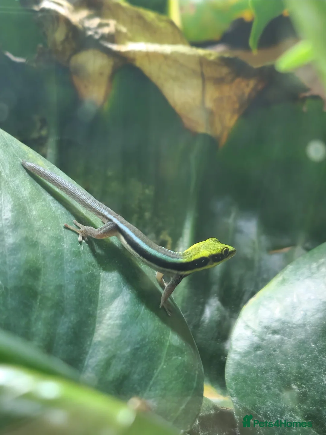 Gecko reptiles for sale: Neon Day Gecko Babies - Advert 4
