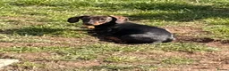Miniature Dachshund dogs for sale: Gorgeous miniature dachshund - Advert 5