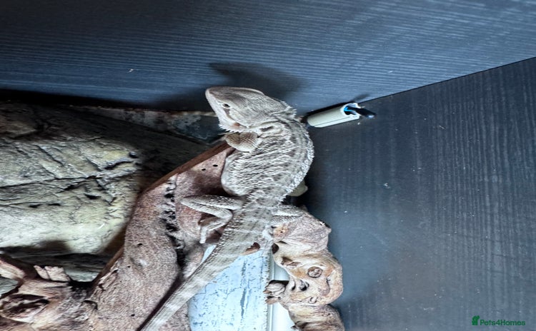 Bearded Dragon reptiles - Advert 6