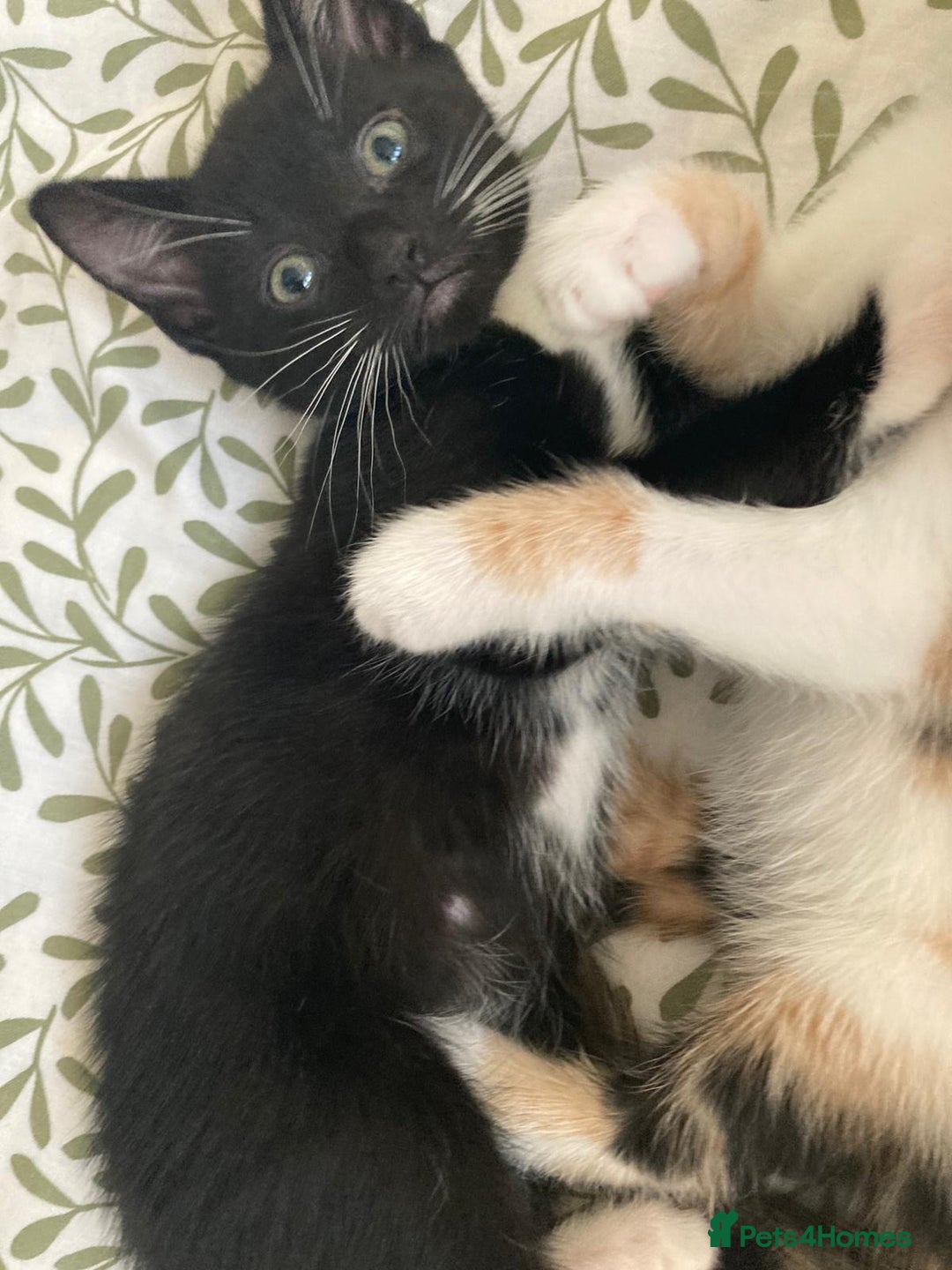 Mixed Breed cats for sale: Kittens ready now  - Advert 10