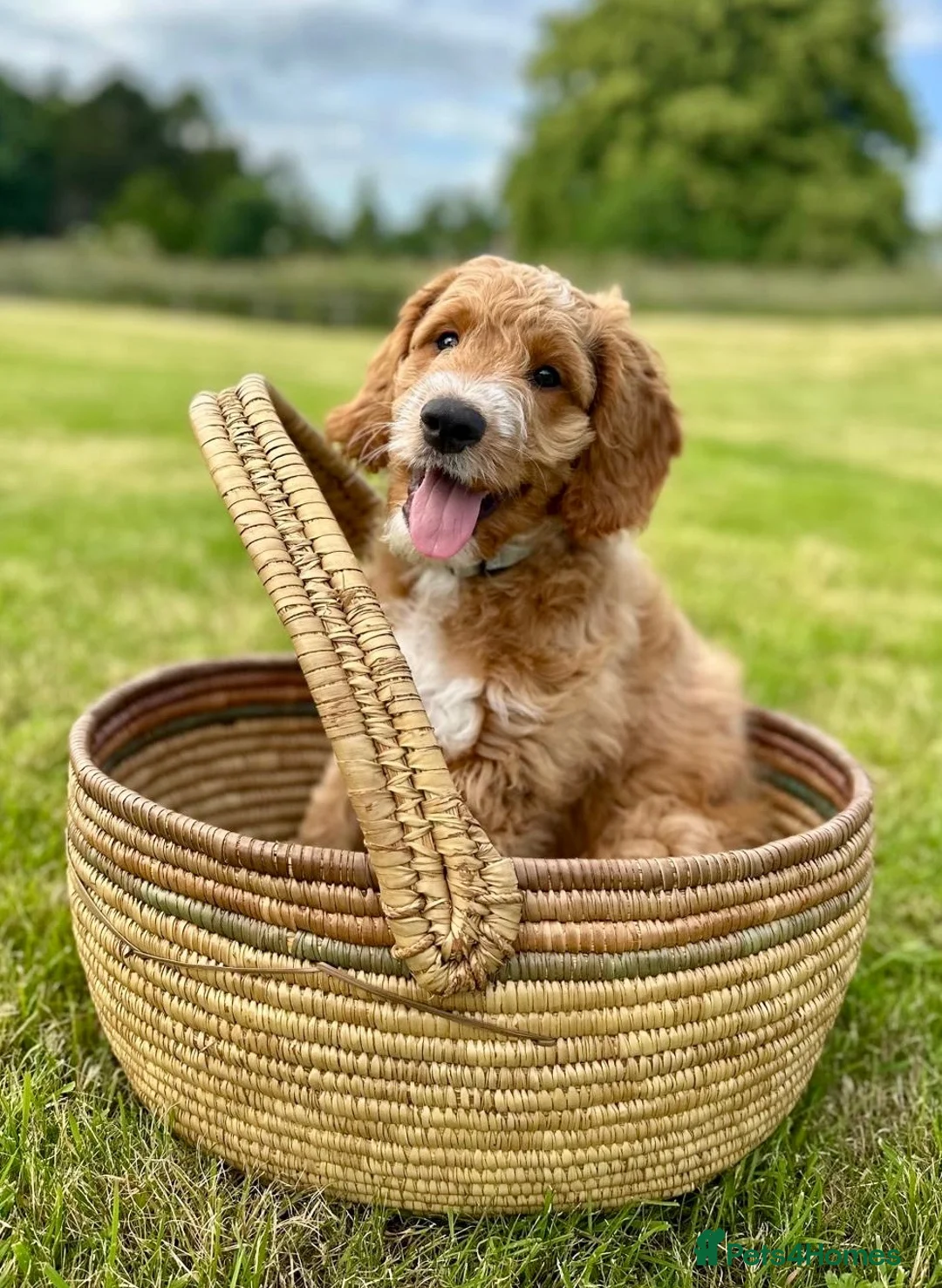 Australian Labradoodle dogs for sale: Beautiful, Heath Tested Australian Labradoodles - Advert 2