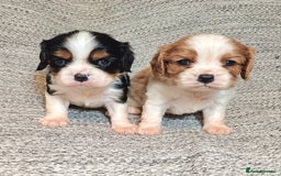 Cavalier King Charles Spaniel dogs for sale: Beautiful quality kc registered cavalier puppies  - Image 8