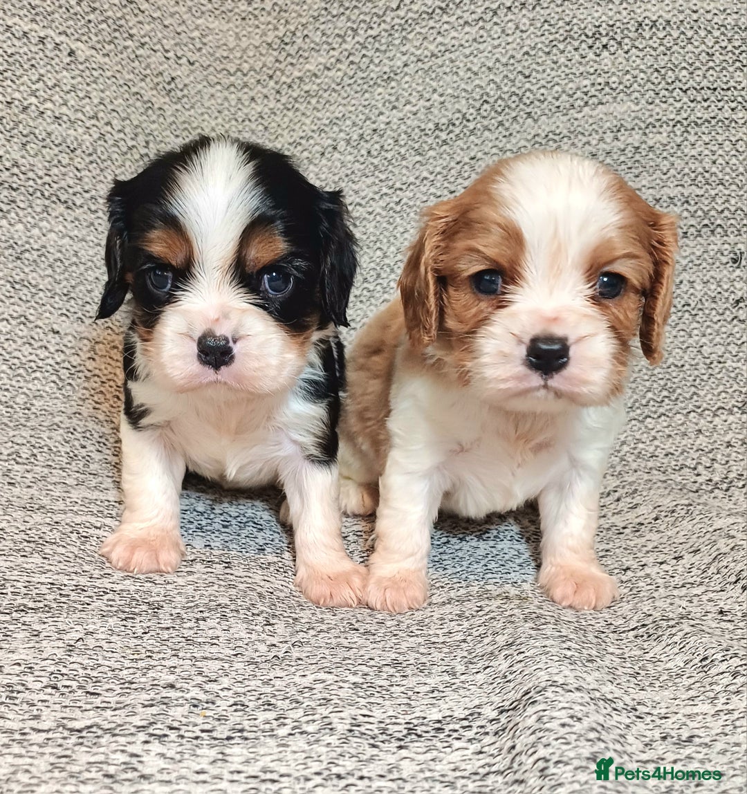 Cavalier King Charles Spaniel dogs for sale: Beautiful quality kc registered cavalier puppies  - Image 8