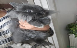 Lionhead rabbits for sale: Beautiful Blue Lion Head Boy - Advert 11