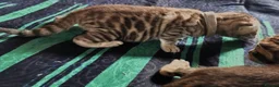 Bengal cats for sale: Beautiful Bengal Kittens - Advert 8