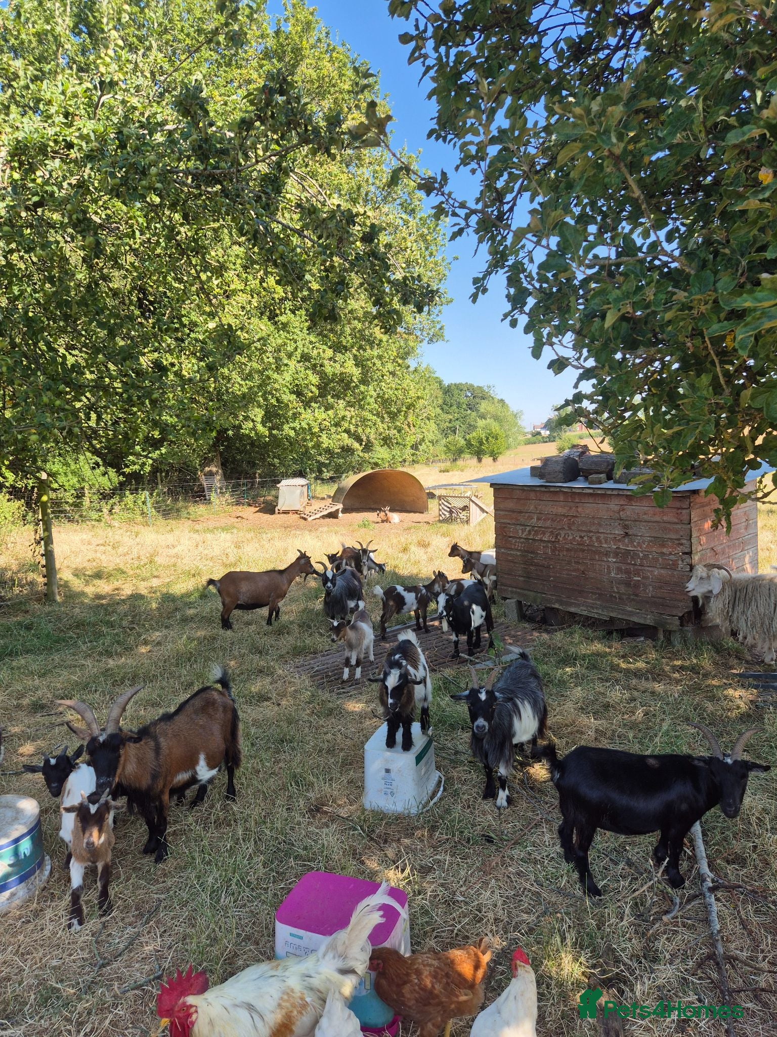 Goats livestock Pygmy goats  - Advert 10
