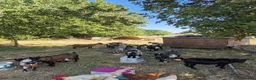 Goats livestock for sale: Pygmy goats  - Advert 1