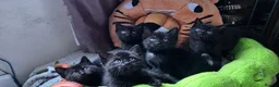 Scottish Fold cats for stud: We have 5 adorable kittens for sale  in Darlington - Advert 11