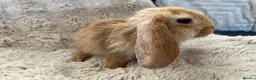 French Lop rabbits for sale: French lops looking for their forever home 🏡 - Advert 6