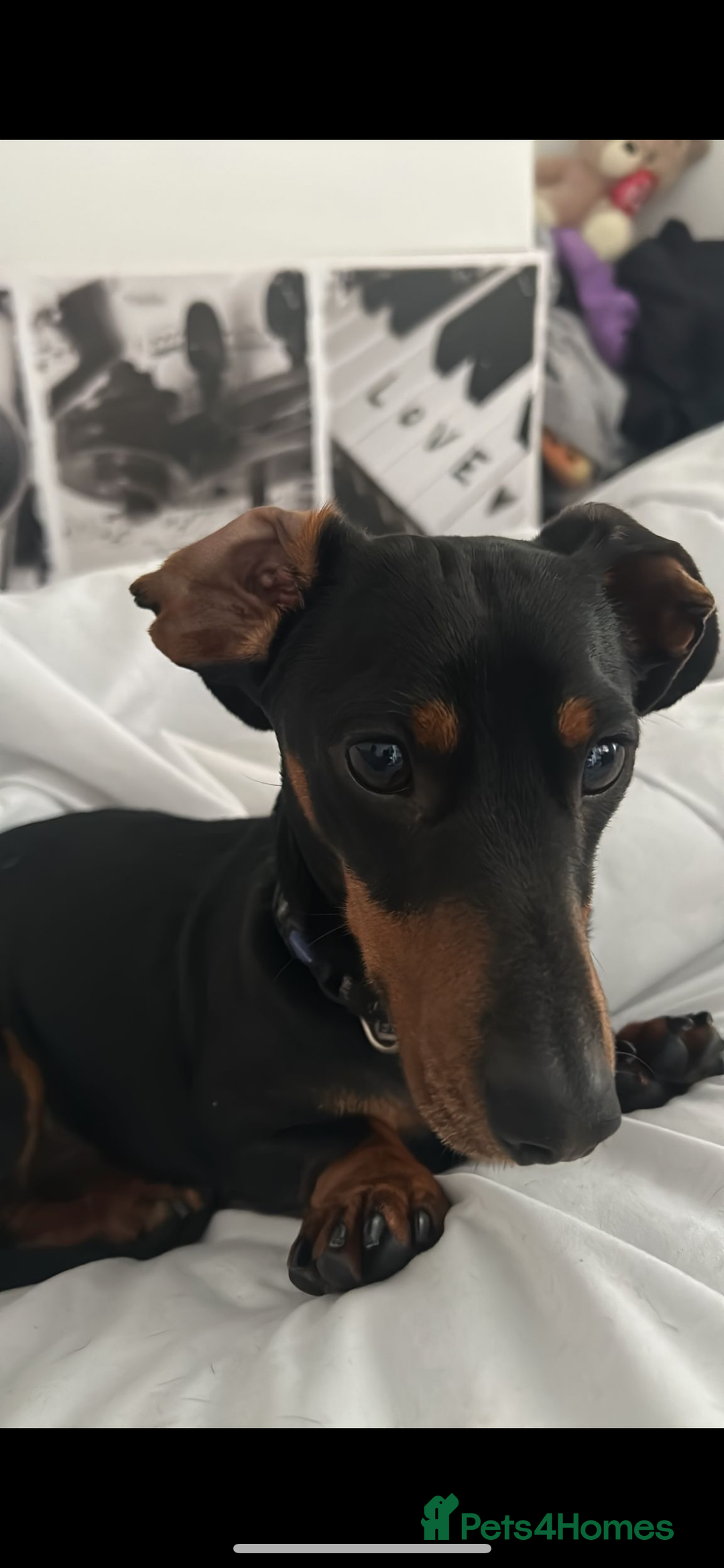 Miniature Dachshund dogs for stud: Slinky The Mini Sausage🖤🐶 - Advert 5