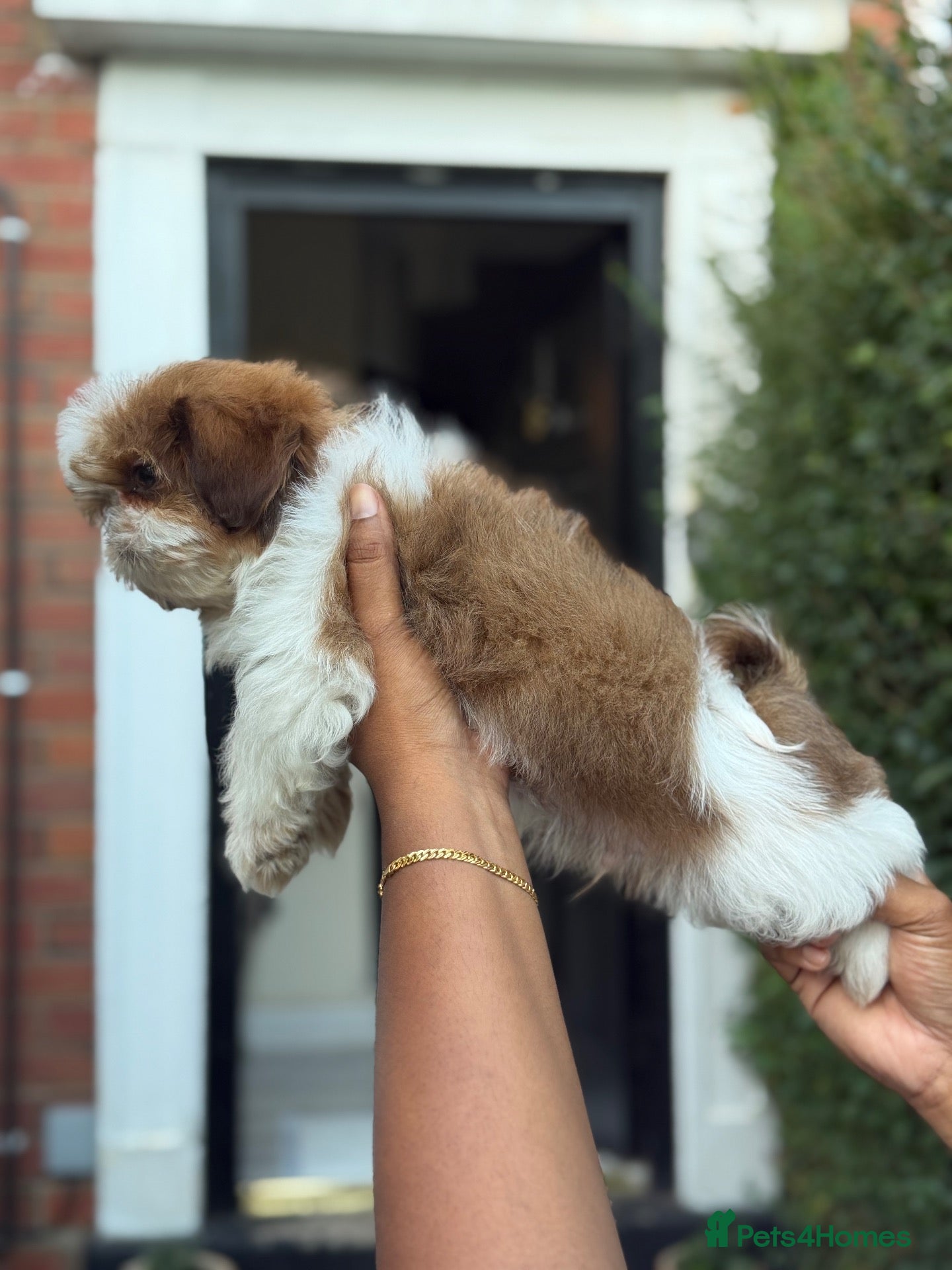 Shih Tzu dogs Highly Pedigreed (Pink Nose) Shih Tzu Puppies - Advert 6
