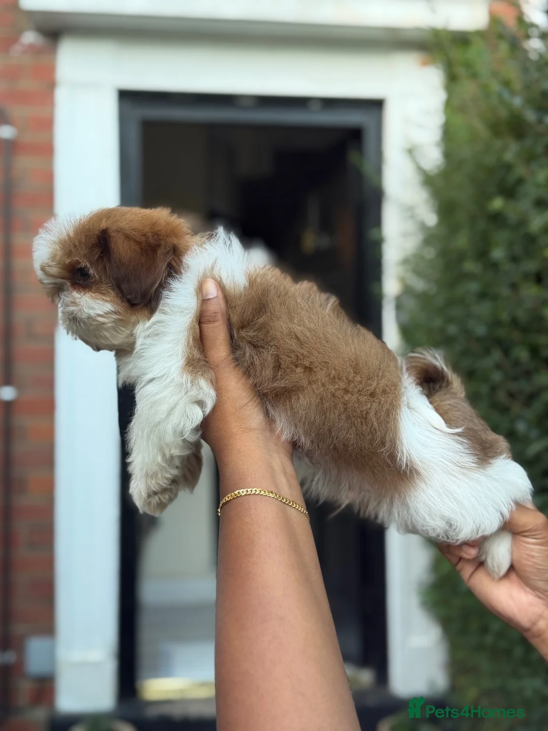 Shih Tzu dogs for sale: Highly Pedigreed (Pink Nose) Shih Tzu Puppies - Advert 1