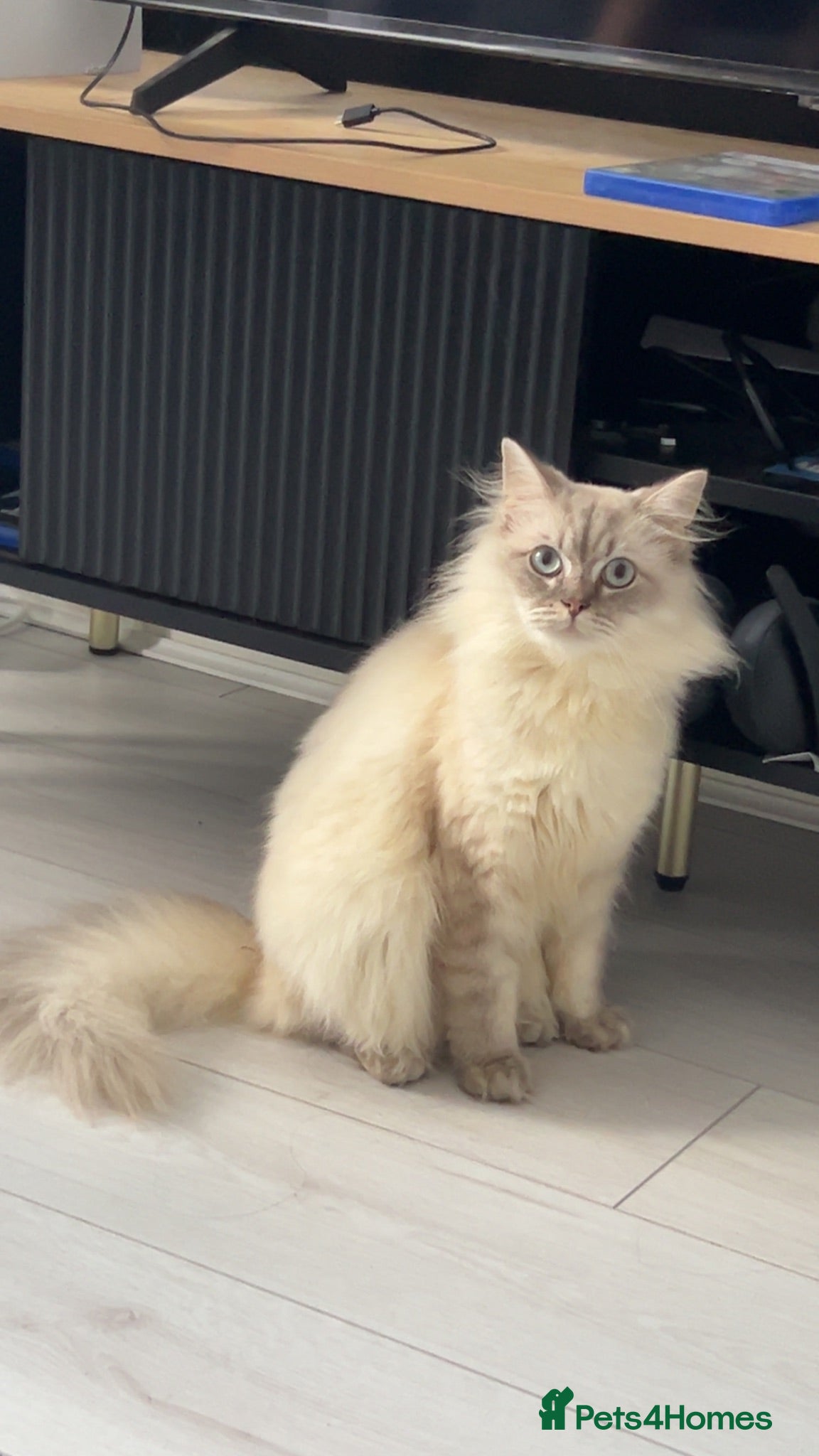 Mixed Breed cats Make British longhair/shorthair  - Advert 1