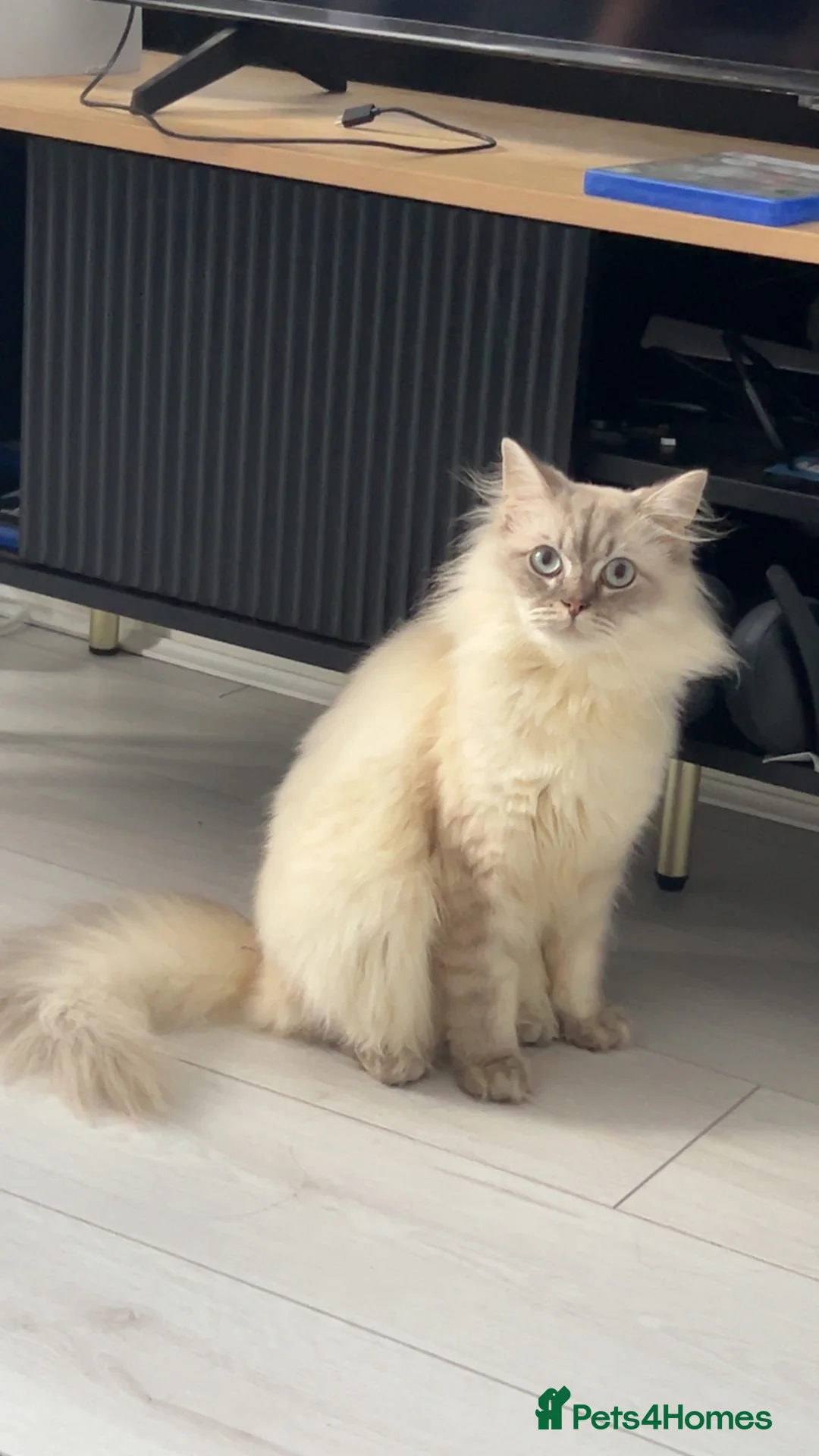 Mixed Breed cats for sale: Make British longhair/shorthair  - Advert 1