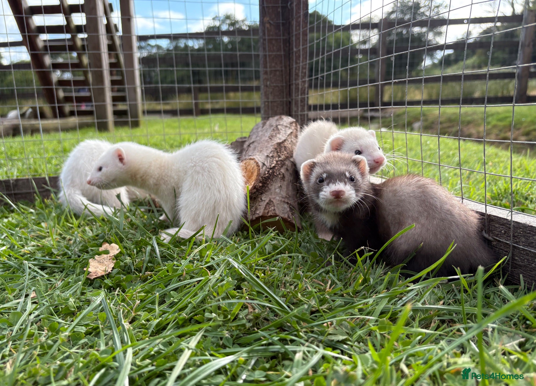 Ferret rodents Kits for sale  - Advert 19