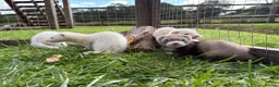 Ferret rodents for sale: Kits for sale  - Advert 1