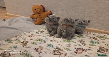 British Shorthair cats 🐾 Beautiful 7 British Shorthair Kittens 🐾  - Advert 3