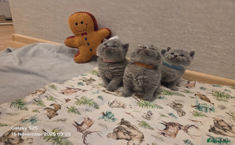 British Shorthair cats 🐾 Beautiful 7 British Shorthair Kittens 🐾  - Advert 9