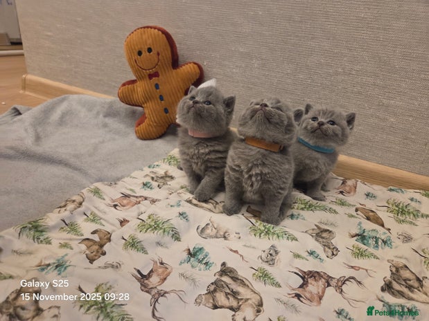 British Shorthair cats 🐾 Beautiful 7 British Shorthair Kittens 🐾 - Advert 9