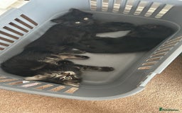 Norwegian Forest Cat cats for sale: Norwegian forest x kittens - Image 8