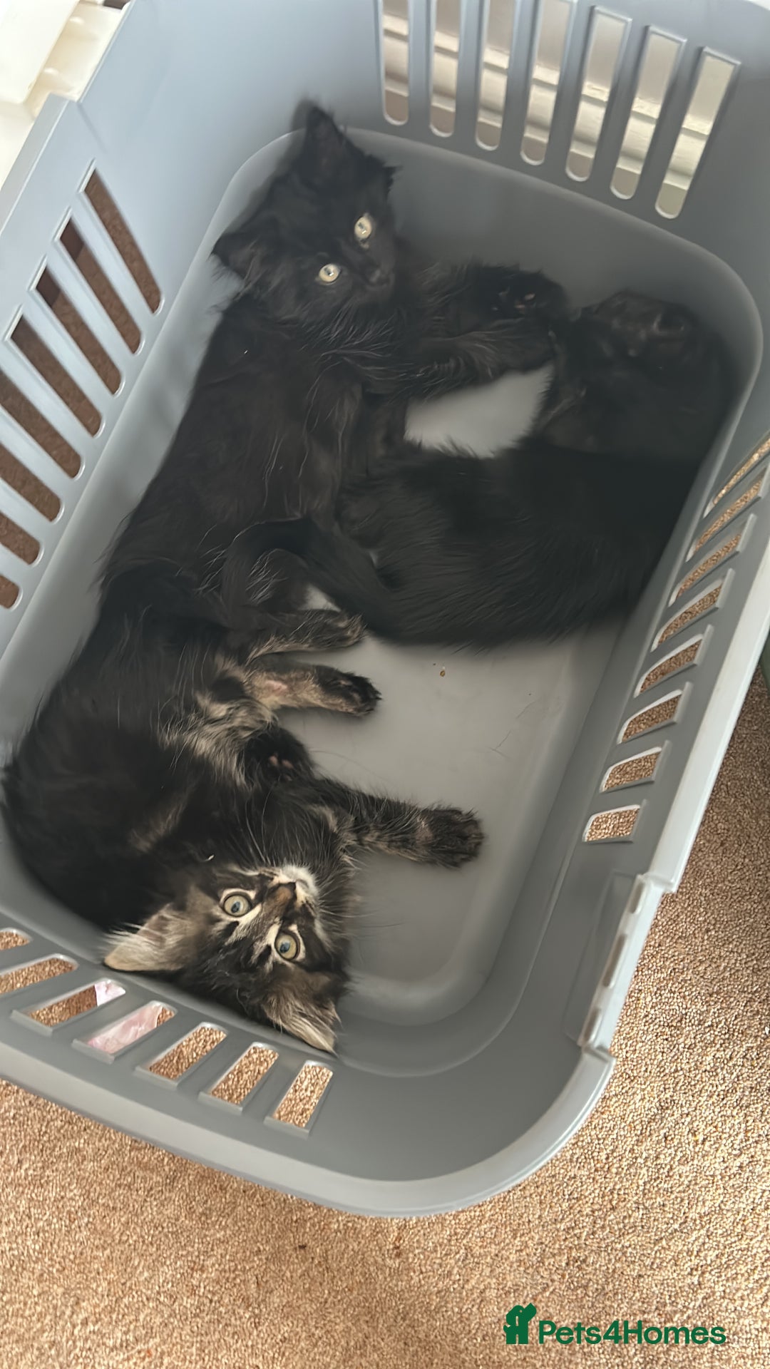 Norwegian Forest Cat cats for sale: Norwegian forest x kittens - Image 8