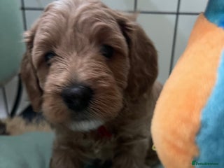 Cockapoo dogs Adorable cockapoo puppies for sale - Advert 4