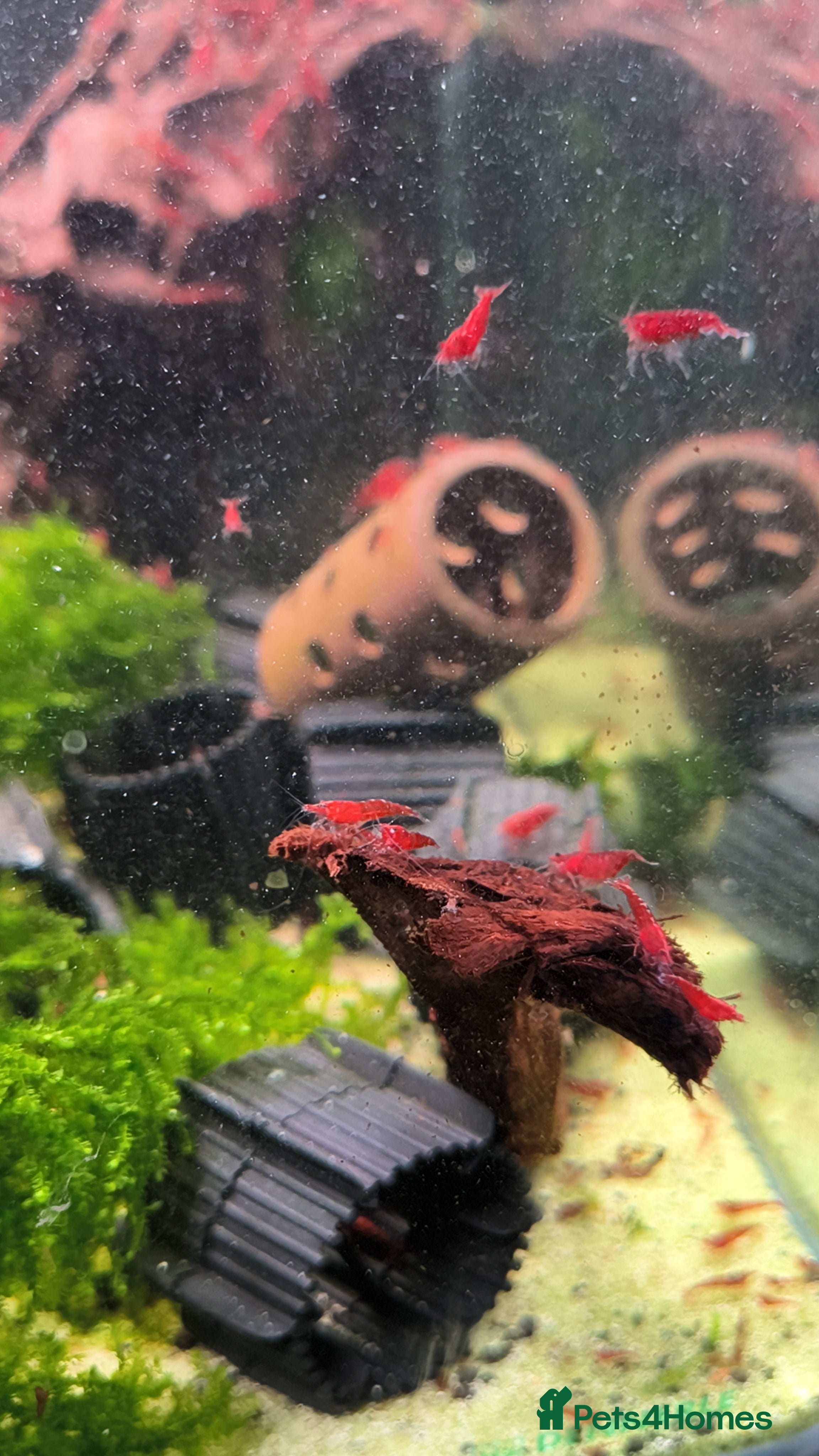 Shrimps fish Red Cherry Shrimp Good Quality x10 - Advert 11