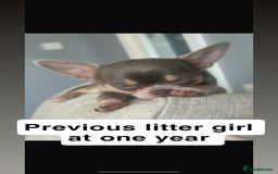 Chihuahua dogs for sale: ❤️Health tested tiny Chihuahua puppies❤️ - Image 15