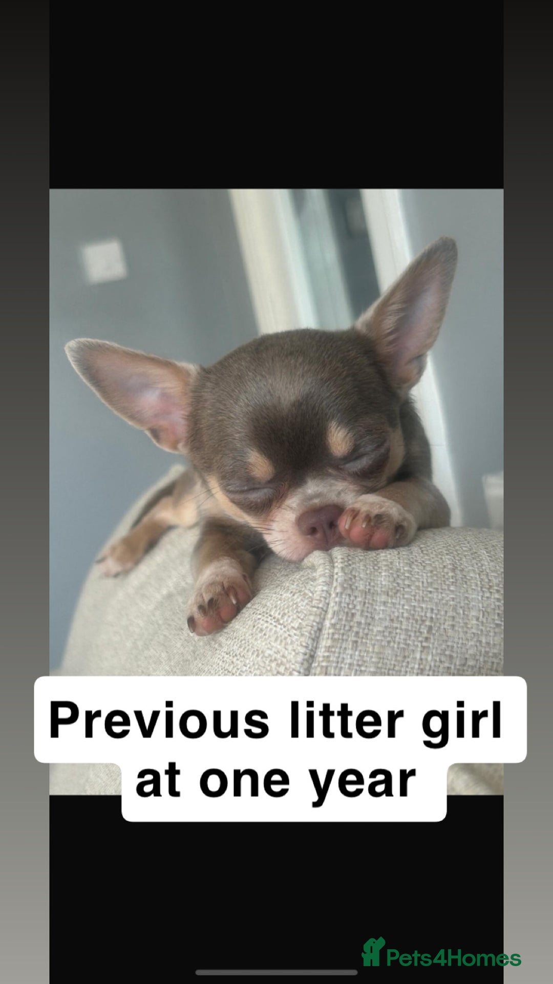 Chihuahua dogs for sale: ❤️Health tested tiny Chihuahua puppies❤️ - Image 15