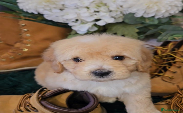 Maltipoo dogs - Advert 12