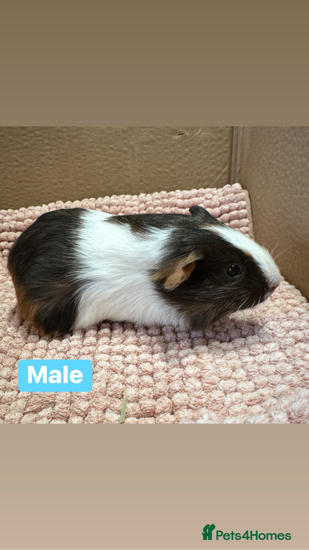 Guinea Pig rodents for sale: Young Guinea pigs  - Advert 6
