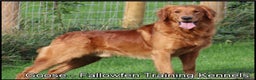 Golden Retriever dogs for sale: Golden Retriever Puppies Ready Now - Advert 5