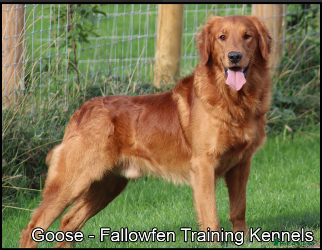 Golden Retriever dogs for sale: Golden Retriever Puppies Ready Now - Advert 5