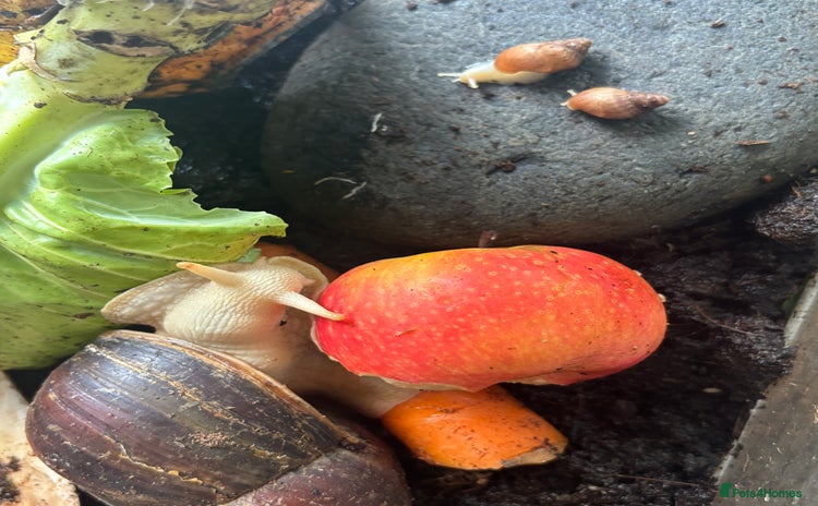 Snails invertebrates - Advert 5
