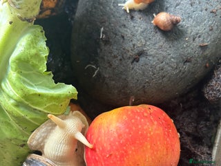 Snails invertebrates - Advert 27