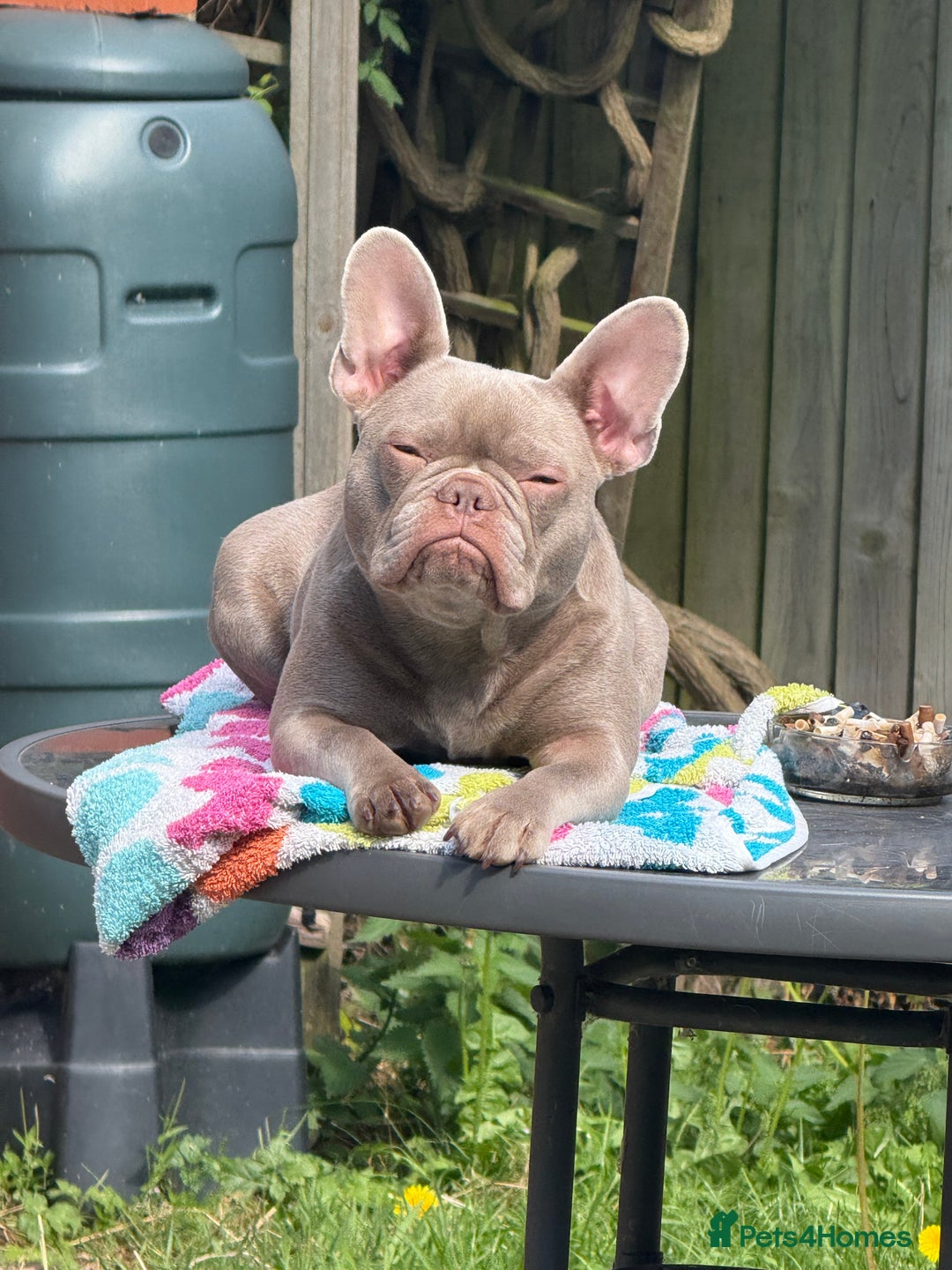 French Bulldog dogs for sale: Female new shade Isabella Frenchbull dog 1 1/2 yrs - Image 2
