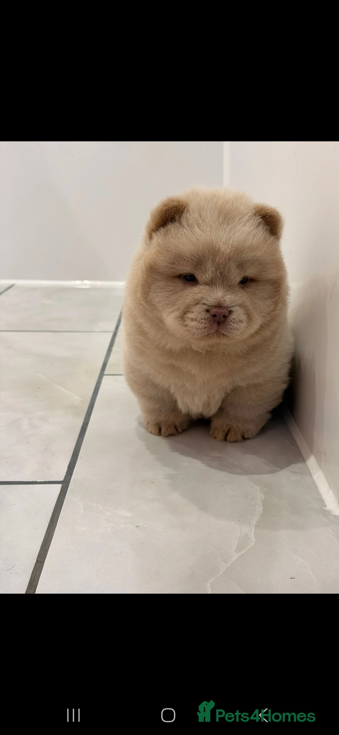 Chow Chow dogs for sale: READY TO LEAVE CHOW CHOW PUPS  - Advert 2