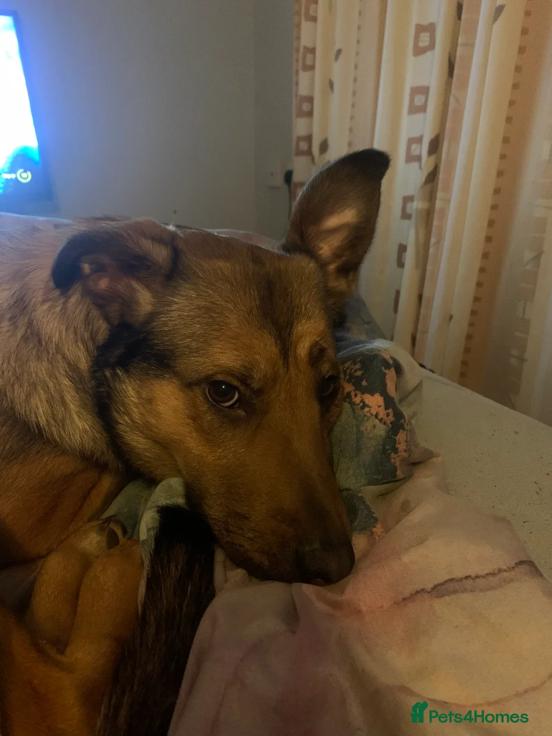 Mixed Breed dogs for sale: Say hello to beautiful Storm - Advert 6