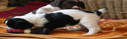 Sprocker dogs for sale: Keeper Bred Sprocker Puppies - Advert 9