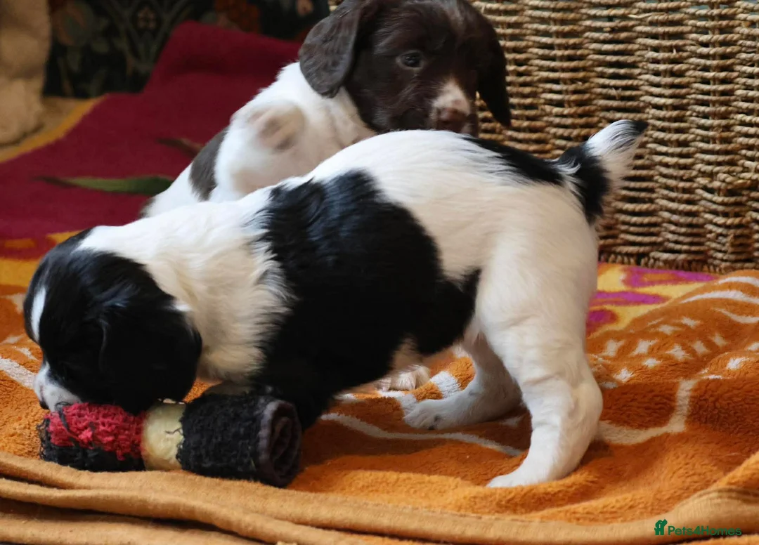 Sprocker dogs for sale: Keeper Bred Sprocker Puppies - Advert 9
