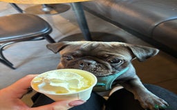 Pug dogs for sale: 9 month old pug puppy  - Image 4