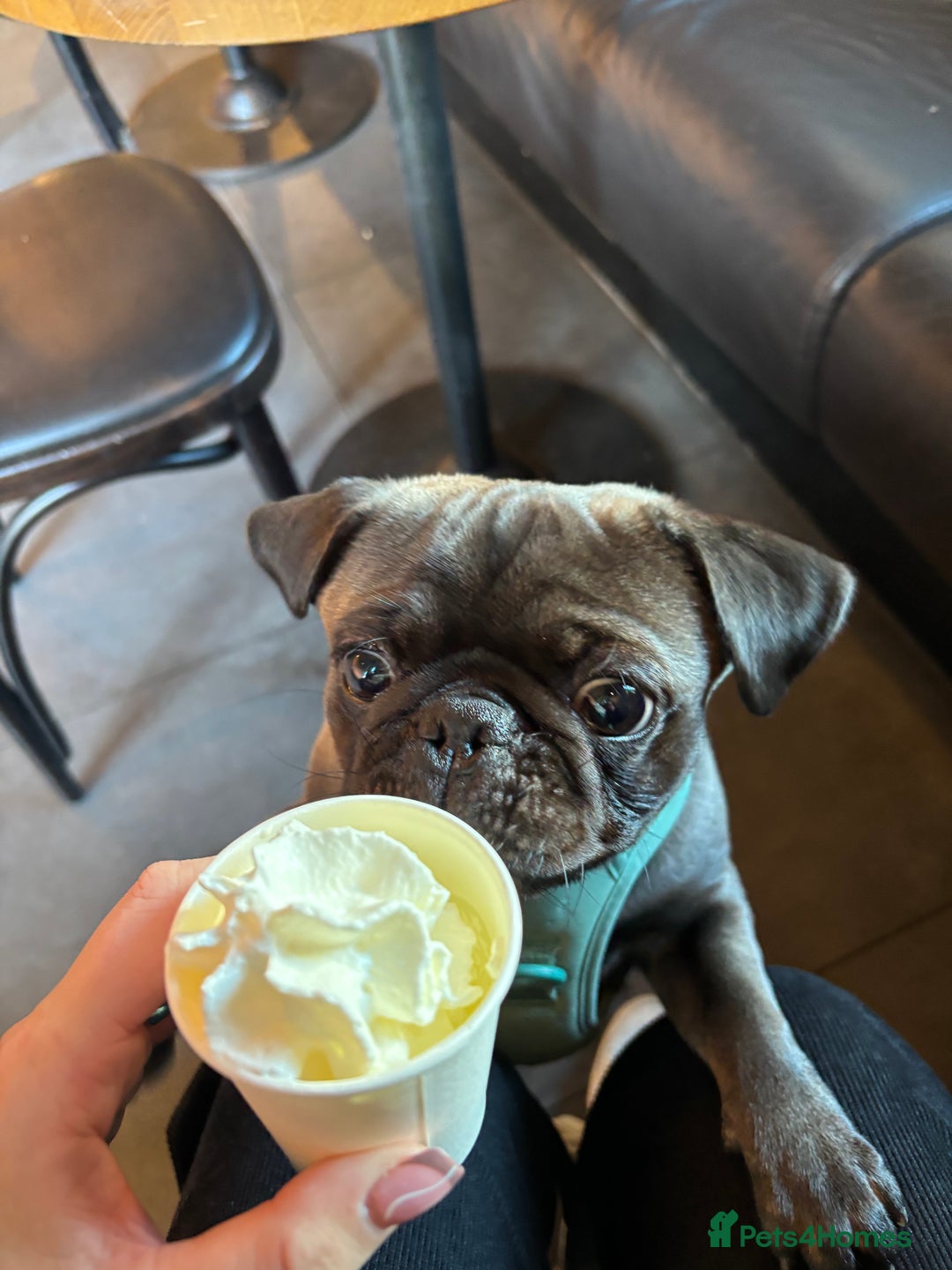 Pug dogs for sale: 9 month old pug puppy  - Image 4