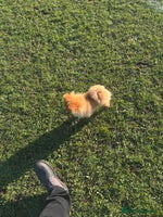 Pomeranian dogs Exotic color Pomeranians - Advert 5